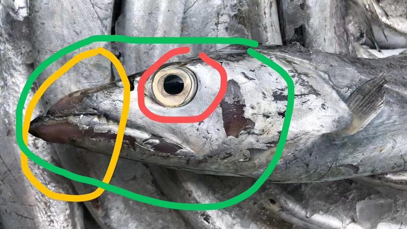 带鱼，新鲜舟山正宗雷达网小眼睛带鱼，清蒸可以蒸出油的带鱼