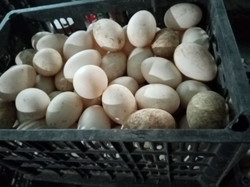 双黄鲜鸭蛋，个大，质量好，超市，旅游，礼品。新鲜度高。