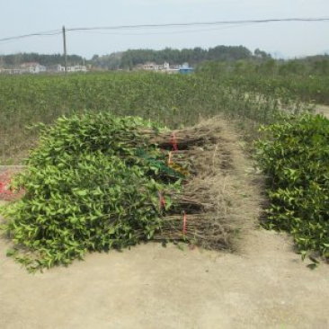 树苗基地直供各种树苗