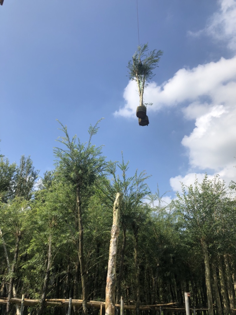 白千层，脱皮树，千层皮，玉树，玉蝴蝶，欢迎咨询