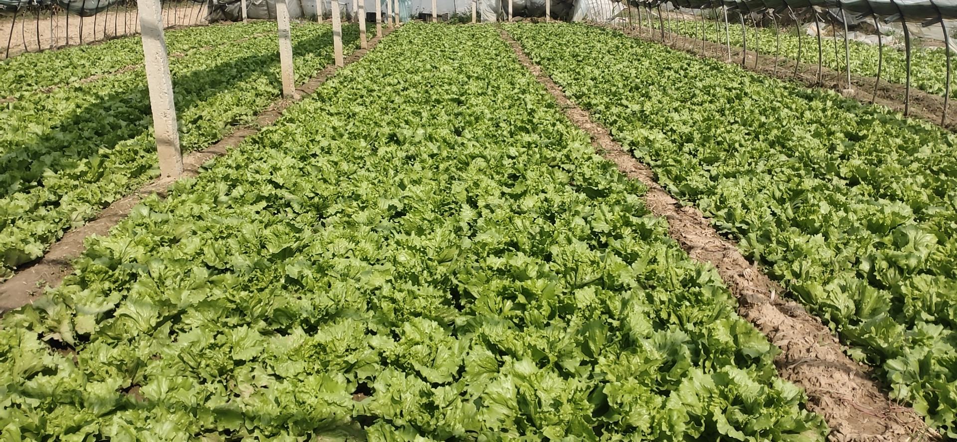 结球生菜病害识别图示