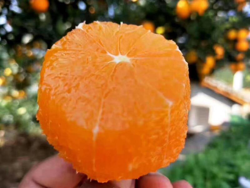 特价当季长虹脐橙新鲜甜橙汁多甜度高欢迎来电咨询