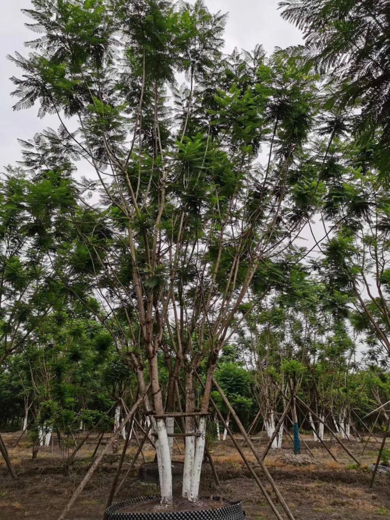 蓝花楹，丛生蓝花楹，单杆蓝花楹，10—25公分蓝花楹