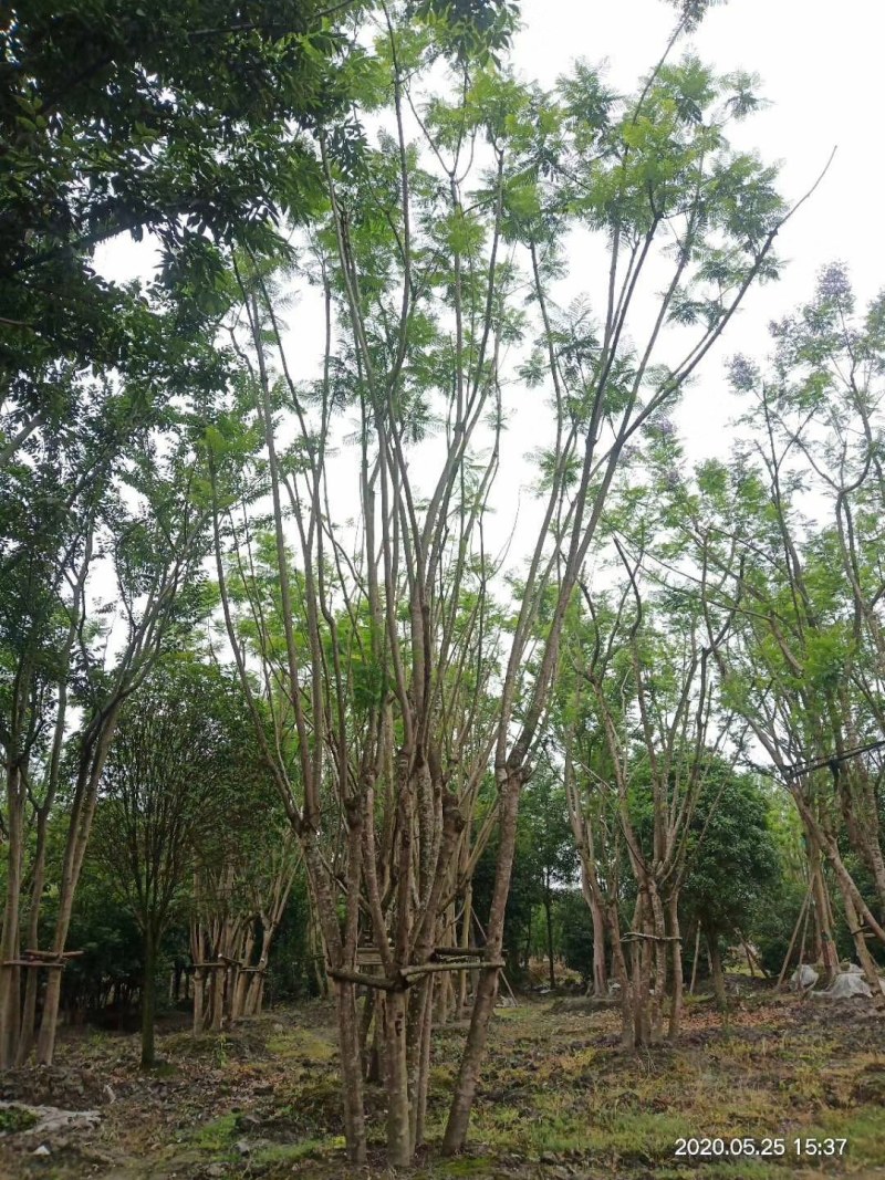 蓝花楹，丛生蓝花楹，单杆蓝花楹，10—25公分蓝花楹