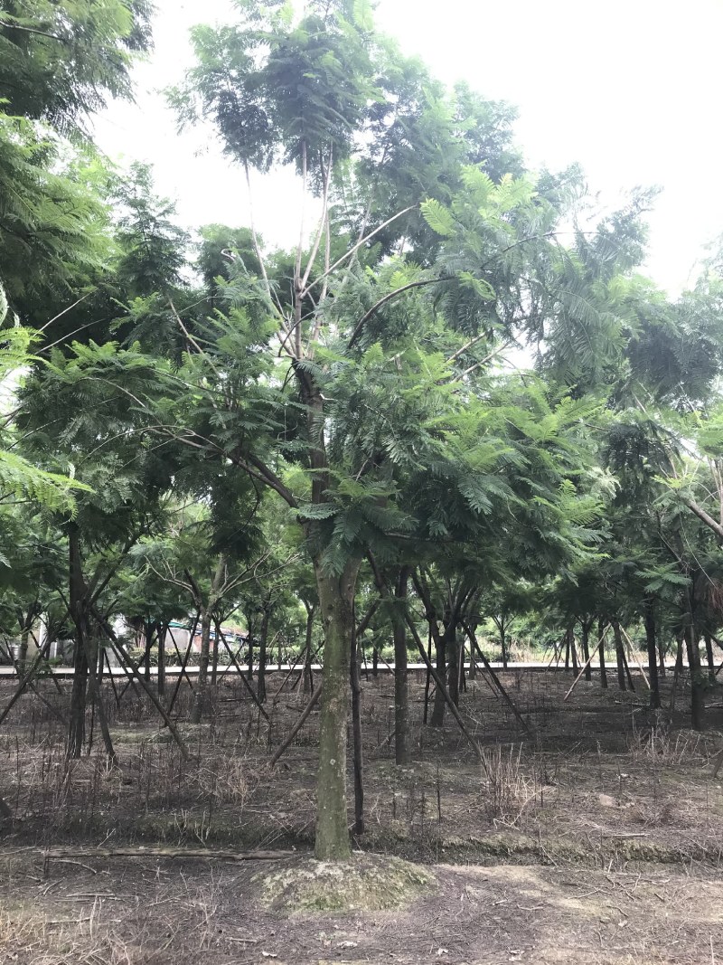 蓝花楹，丛生蓝花楹，单杆蓝花楹，10—25公分蓝花楹