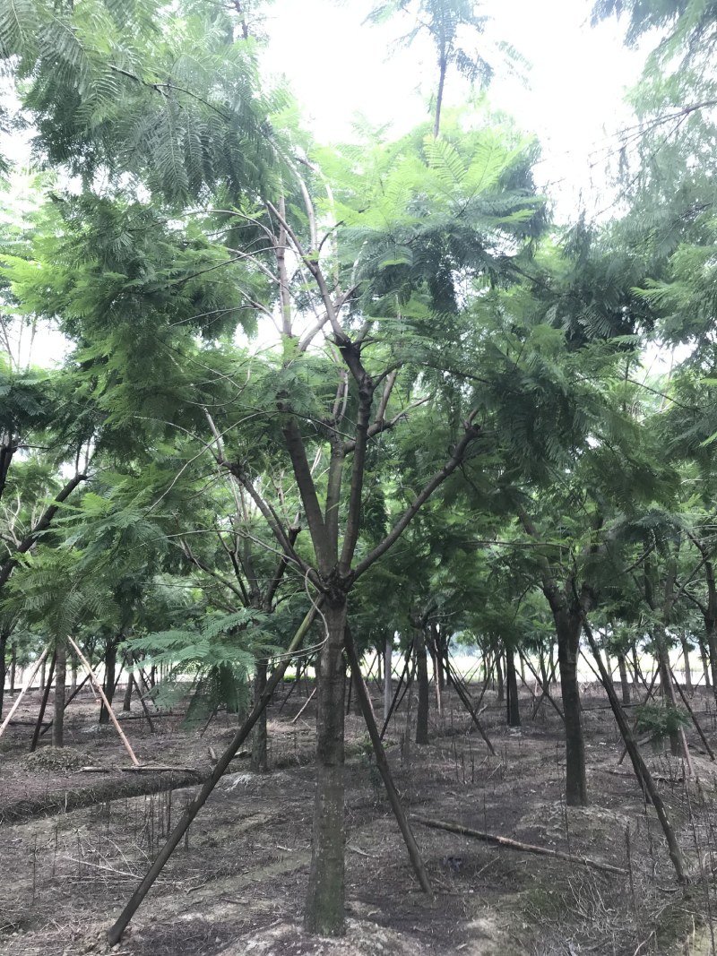 蓝花楹，丛生蓝花楹，单杆蓝花楹，10—25公分蓝花楹