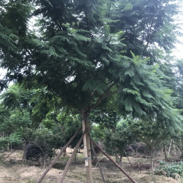 蓝花楹，丛生蓝花楹，单杆蓝花楹，10—25公分蓝花楹