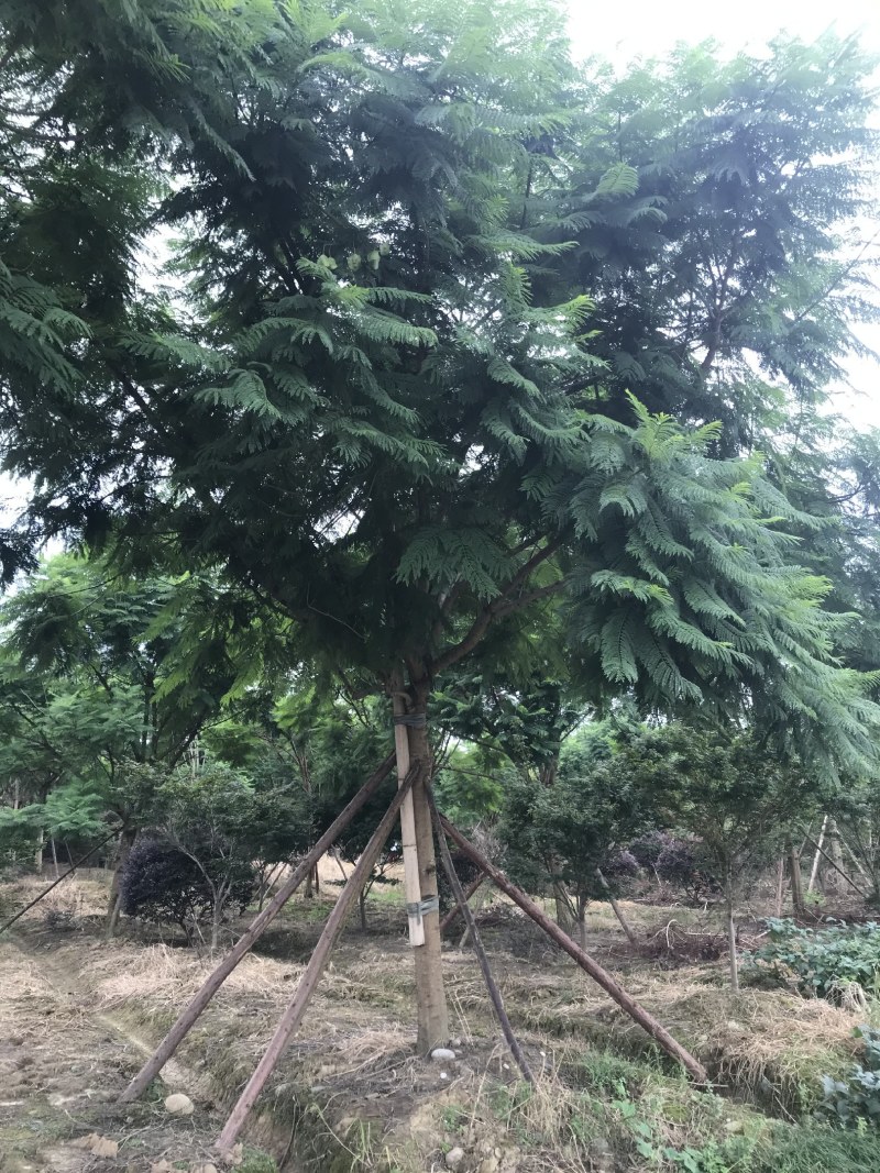 蓝花楹，丛生蓝花楹，单杆蓝花楹，10—25公分蓝花楹