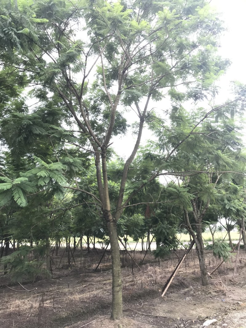 蓝花楹，丛生蓝花楹，单杆蓝花楹，10—25公分蓝花楹