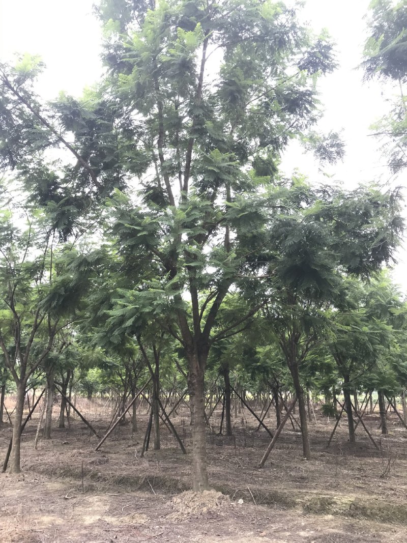 蓝花楹，丛生蓝花楹，单杆蓝花楹，10—25公分蓝花楹