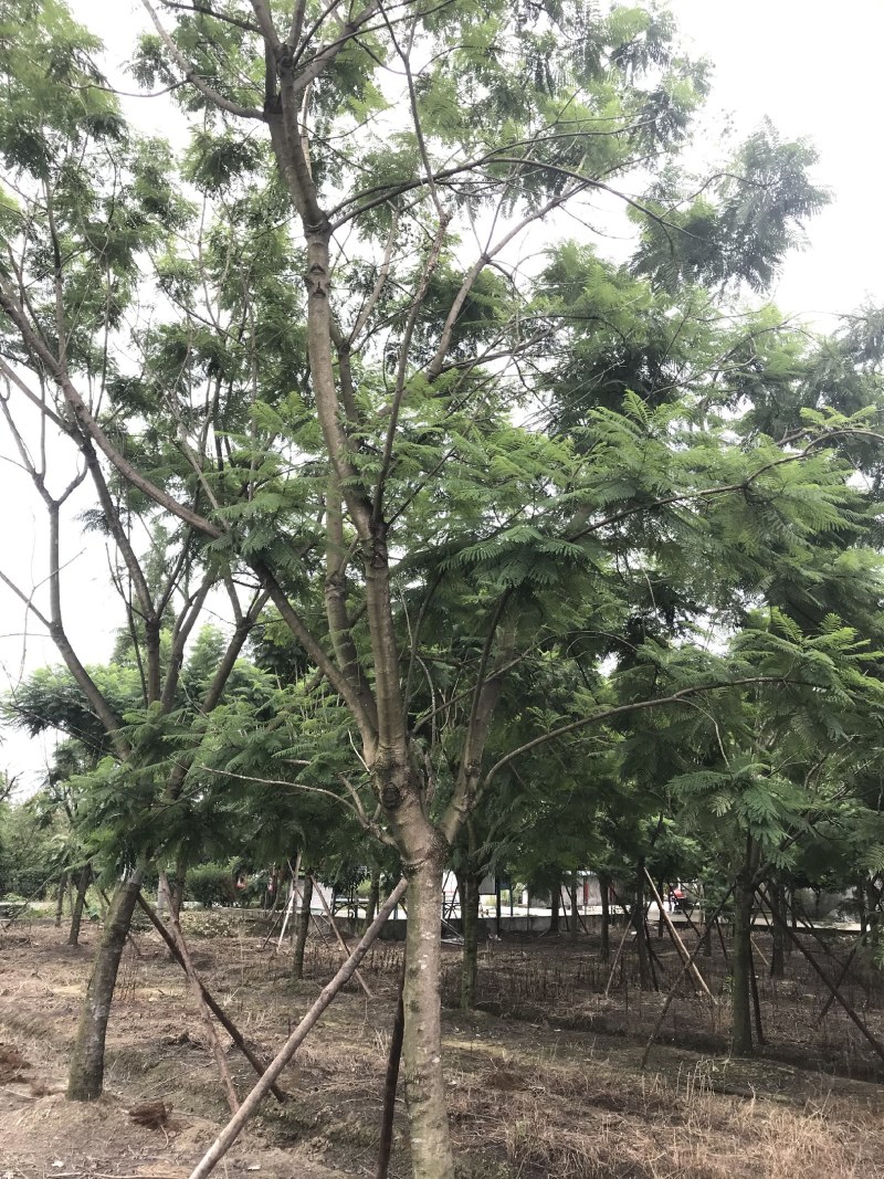 蓝花楹，丛生蓝花楹，单杆蓝花楹，10—25公分蓝花楹