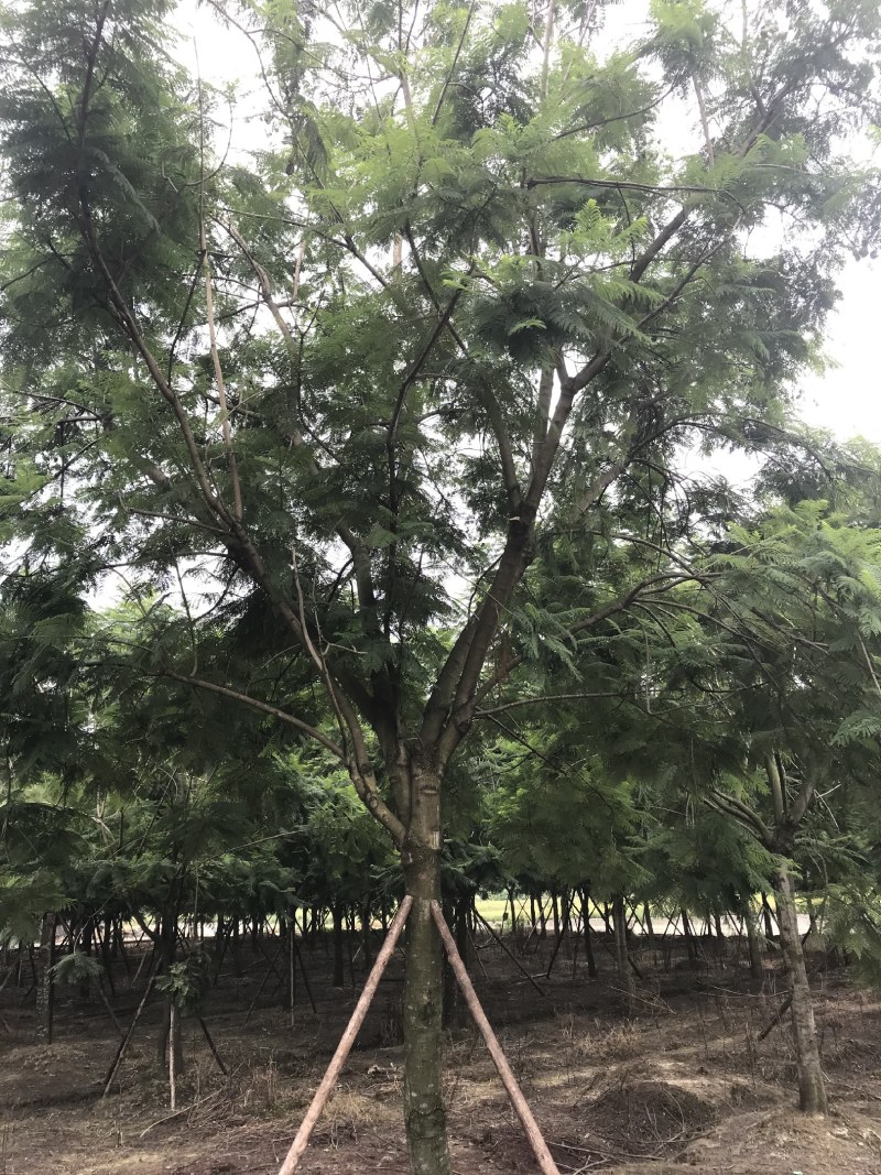 蓝花楹，丛生蓝花楹，单杆蓝花楹，10—25公分蓝花楹
