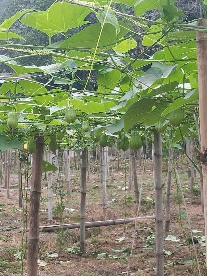 云南河口反季节佛手瓜