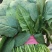 【菠菜】河北精品菠菜产地直销质量保证专业打包，装车，