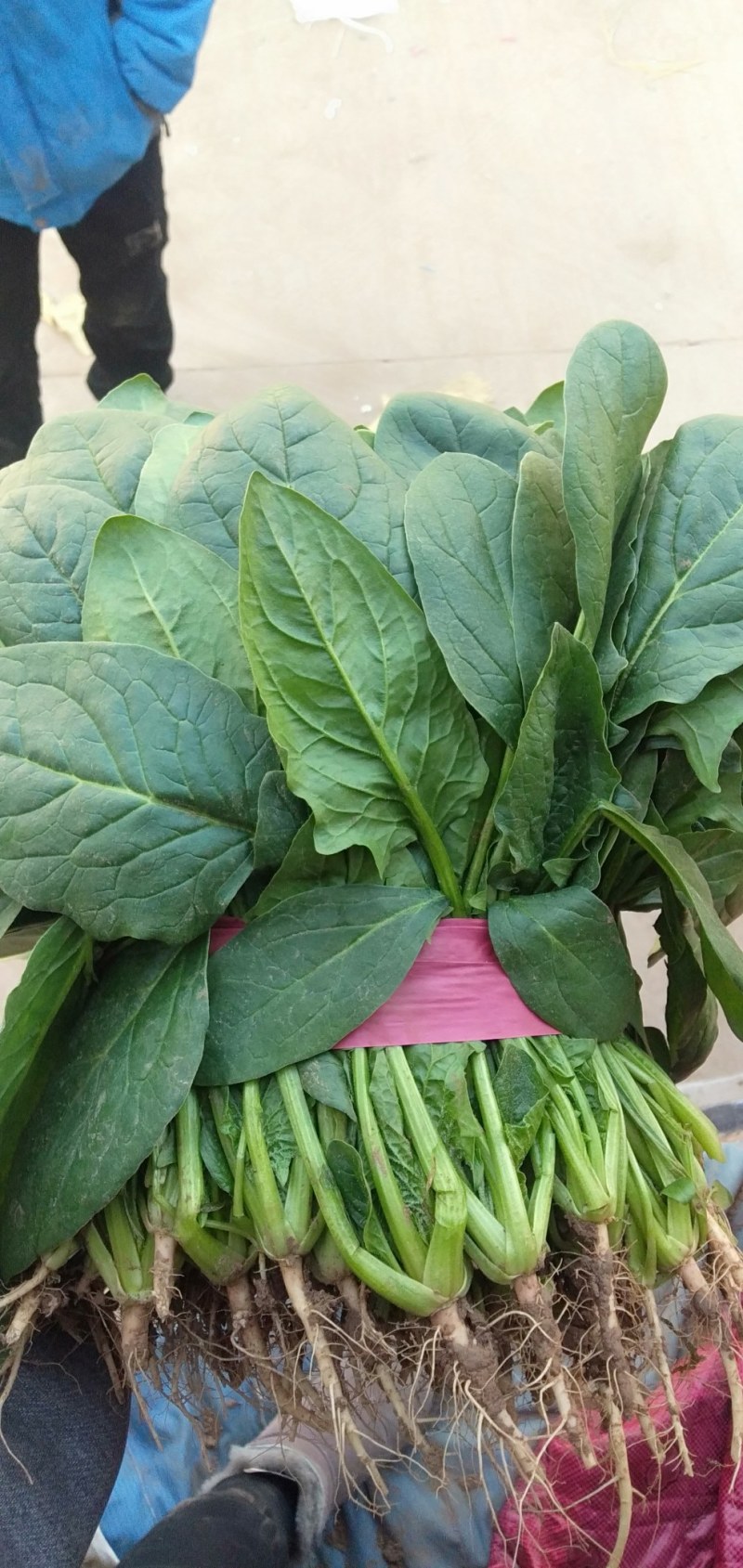 【菠菜】河北精品菠菜产地直销质量保证专业打包，装车，
