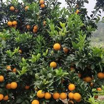 广西红江橙甜橙大量上市，欢迎各地老板前来订购合作共赢广西
