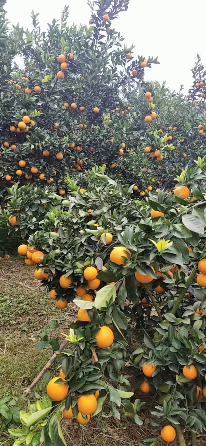 广西红江橙甜橙大量上市，欢迎各地老板前来订购合作共赢广西