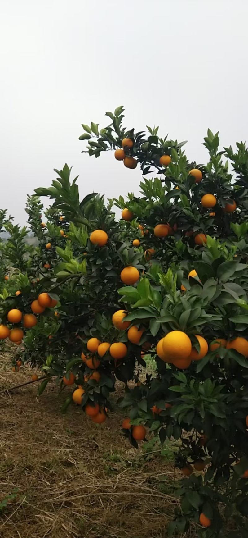 广西红江橙甜橙大量上市，欢迎各地老板前来订购合作共赢广西