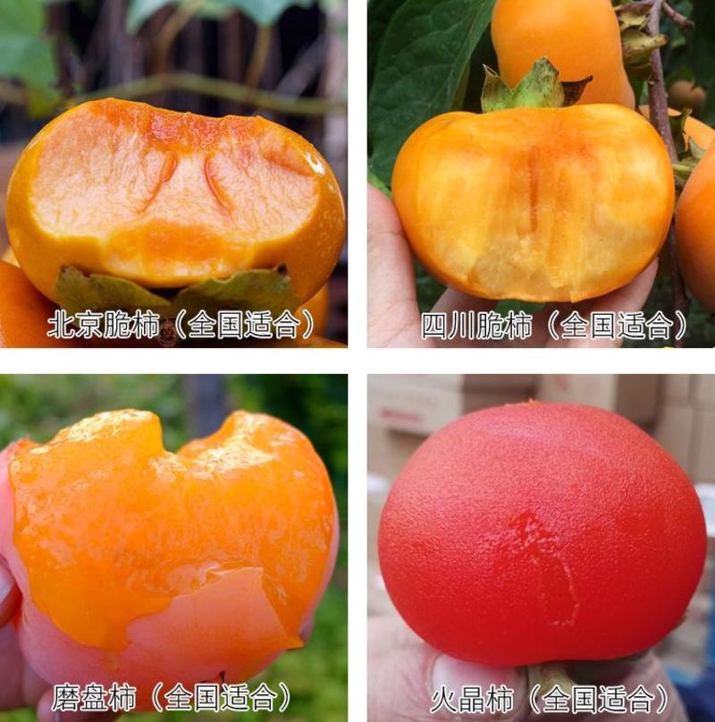 日本柿子苗日本甜柿子苗脆柿子苗摘下即食自家嫁接苗一手货源