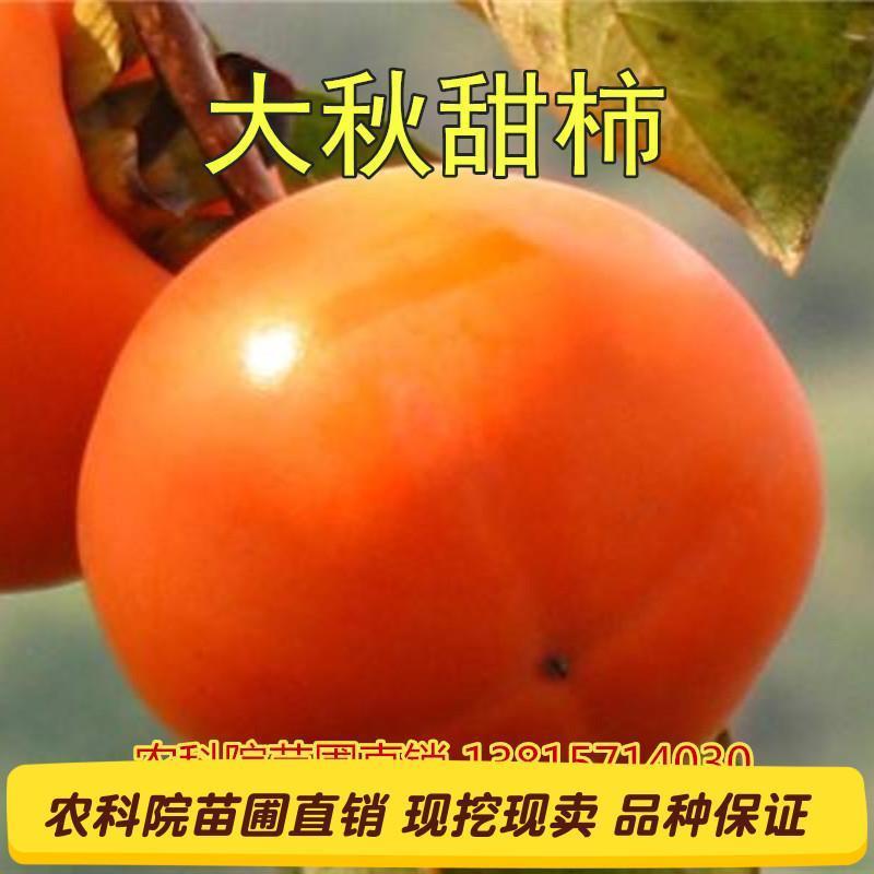 日本柿子苗日本甜柿子苗脆柿子苗摘下即食自家嫁接苗一手货源