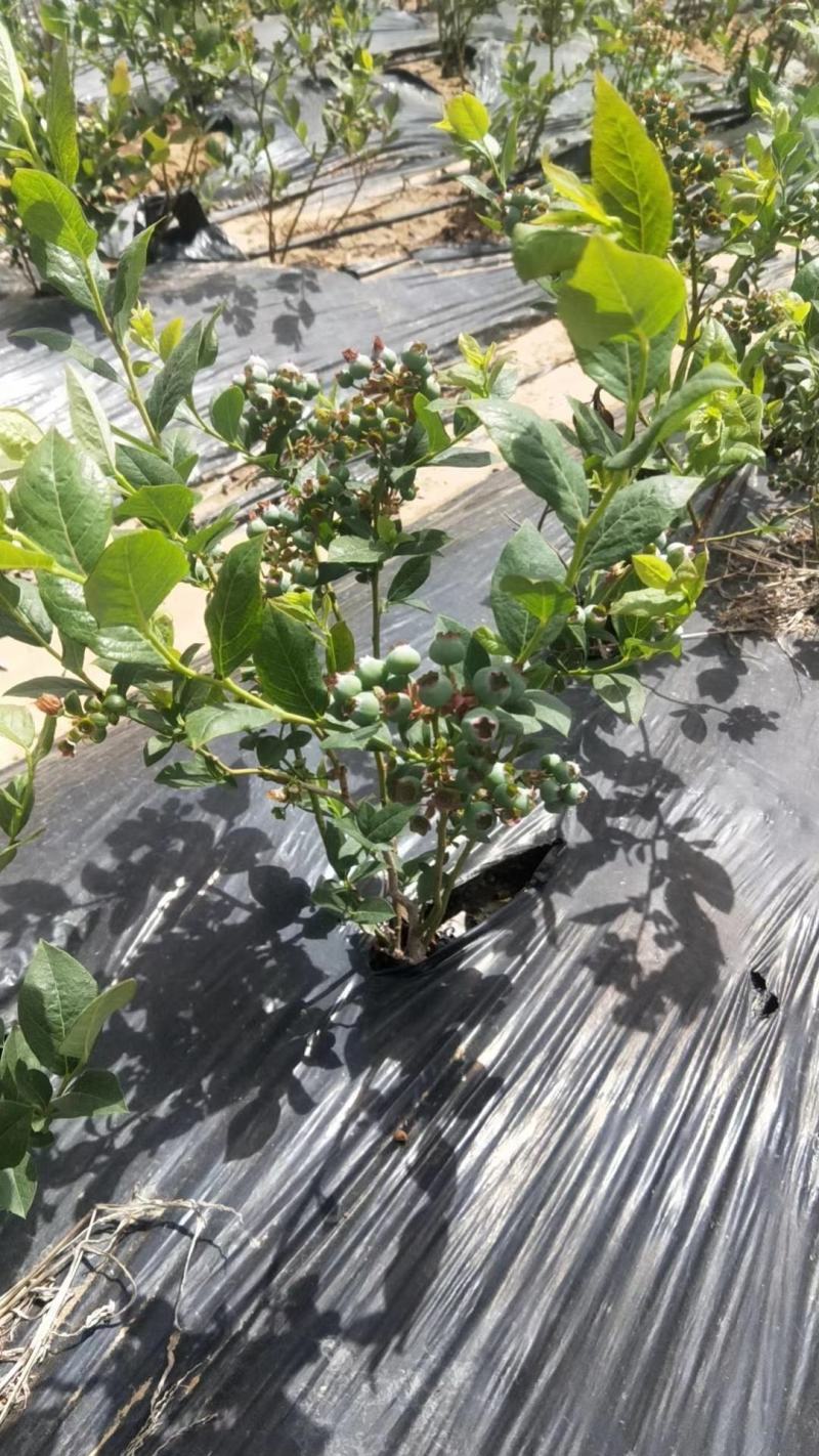 蓝莓苗薄雾蓝莓盆景蓝莓树苗南北方盆栽地栽微土球发货