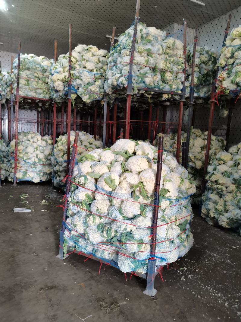 菜花花菜散花白面青梗市场货电商货多多买菜美团