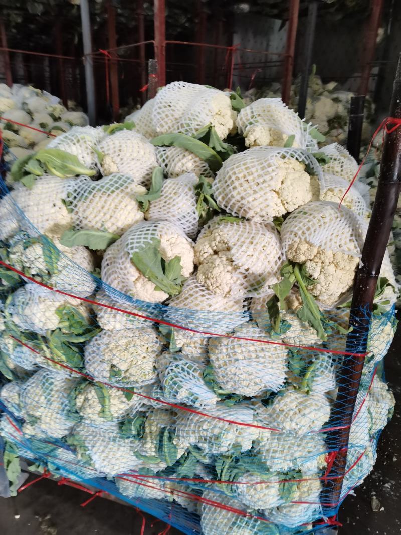 菜花花菜散花白面青梗市场货电商货多多买菜美团