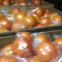 精品血橙大量供应场地直销