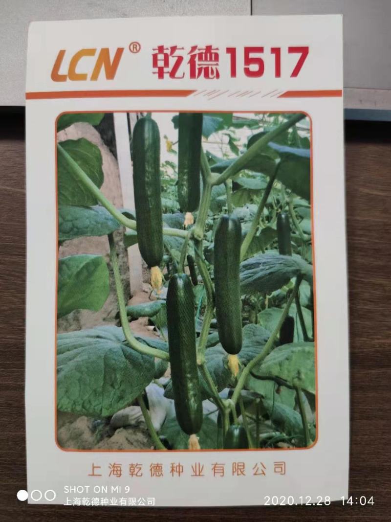 水果黄瓜种子乾德1517光滑无刺口感好