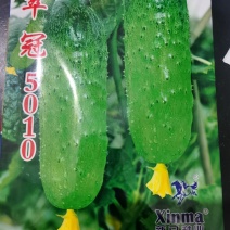 经典园帅️翠冠5010水果黄瓜种子