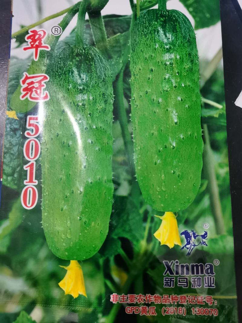经典园帅️翠冠5010水果黄瓜种子
