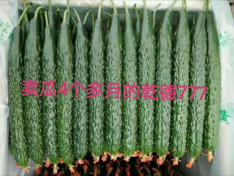 强雌油亮密刺黄瓜种子乾德777把短条直
