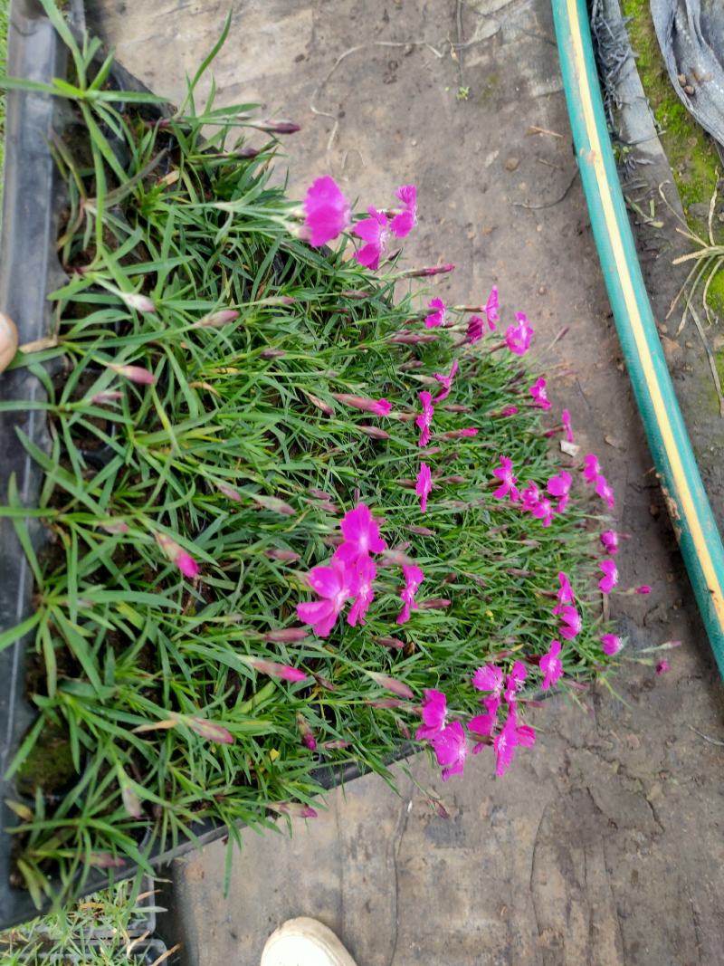 欧石竹穴盘苗，开花神器