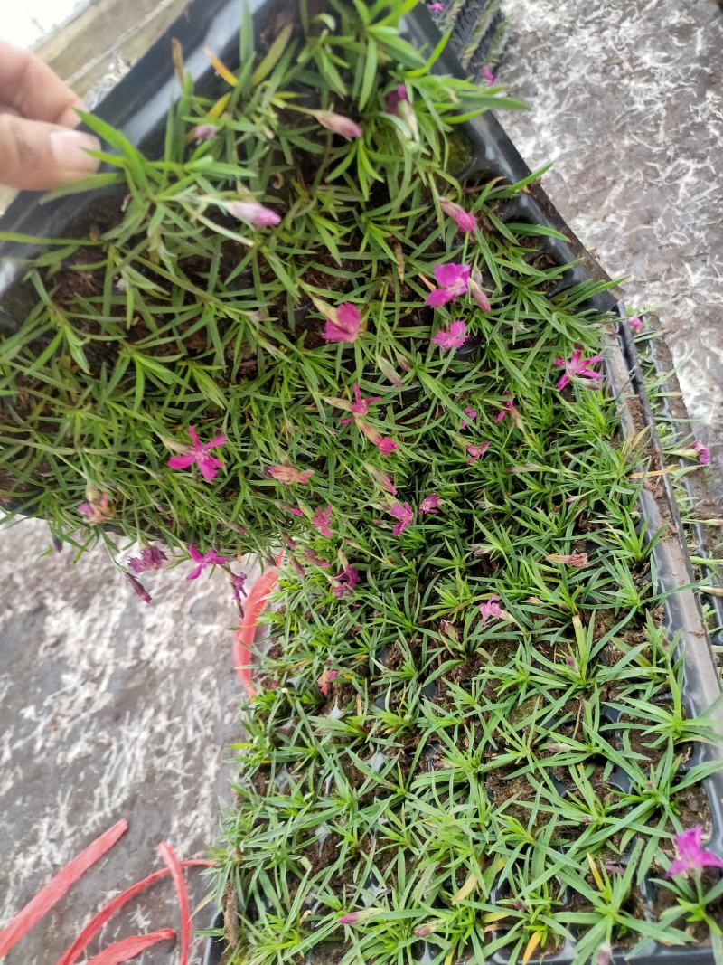 欧石竹穴盘苗，开花神器
