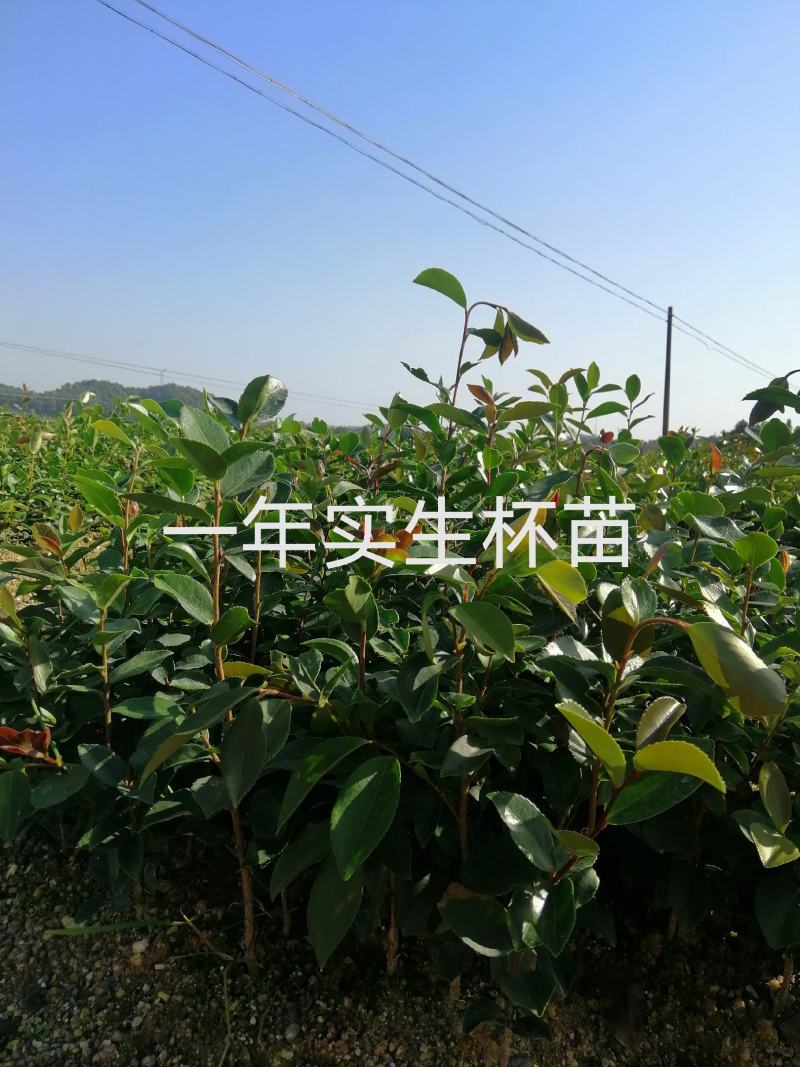 【精选】优质湘林长林系列、三华系列油茶苗大量上市欢迎选购