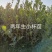 【精选】优质湘林长林系列、三华系列油茶苗大量上市欢迎选购