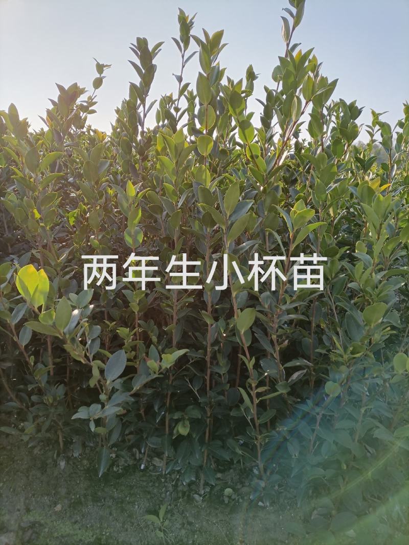【精选】优质湘林长林系列、三华系列油茶苗大量上市欢迎选购