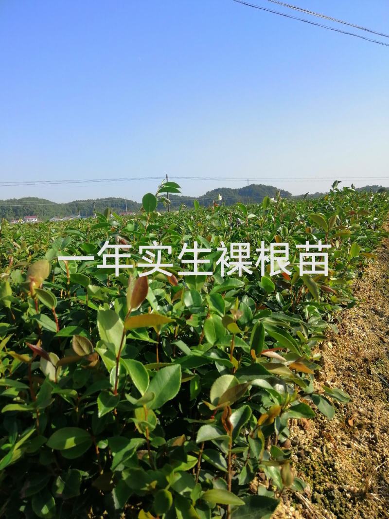 【精选】优质湘林长林系列、三华系列油茶苗大量上市欢迎选购