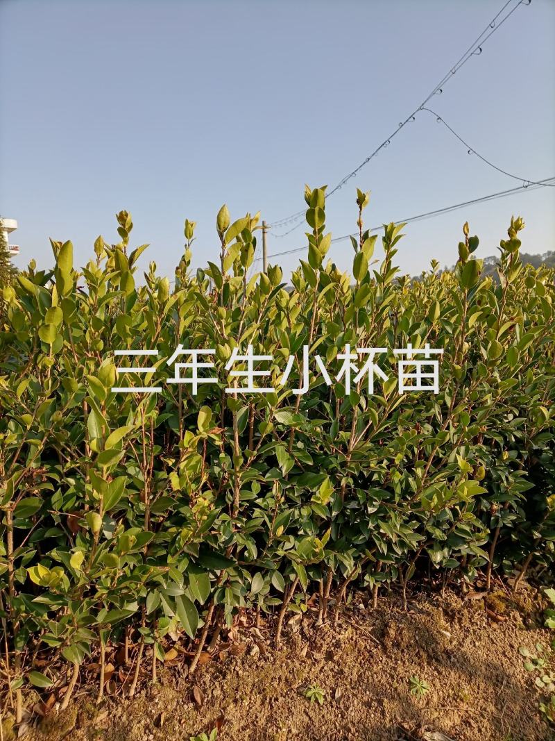 【精选】优质湘林长林系列、三华系列油茶苗大量上市欢迎选购