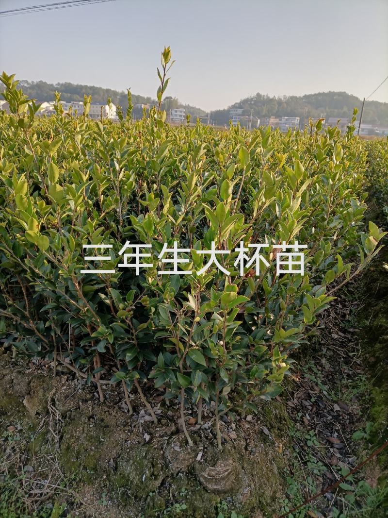 【精选】优质湘林长林系列、三华系列油茶苗大量上市欢迎选购