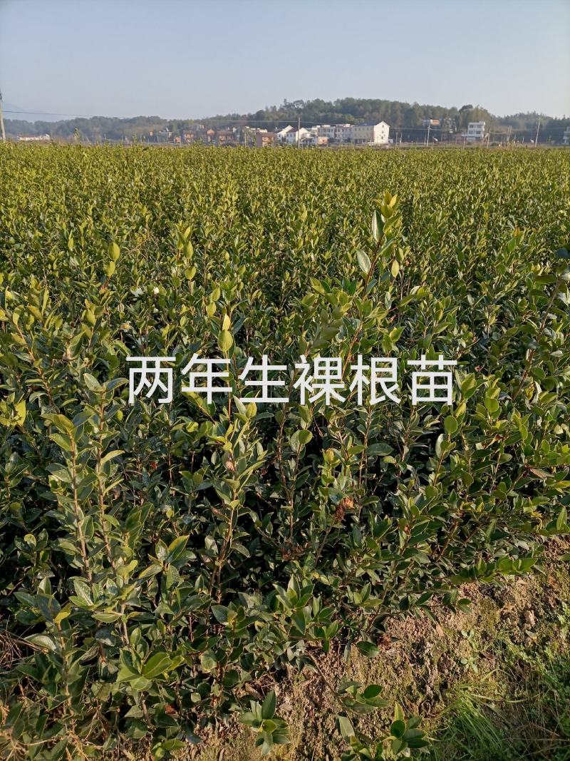 【精选】优质湘林长林系列、三华系列油茶苗大量上市欢迎选购