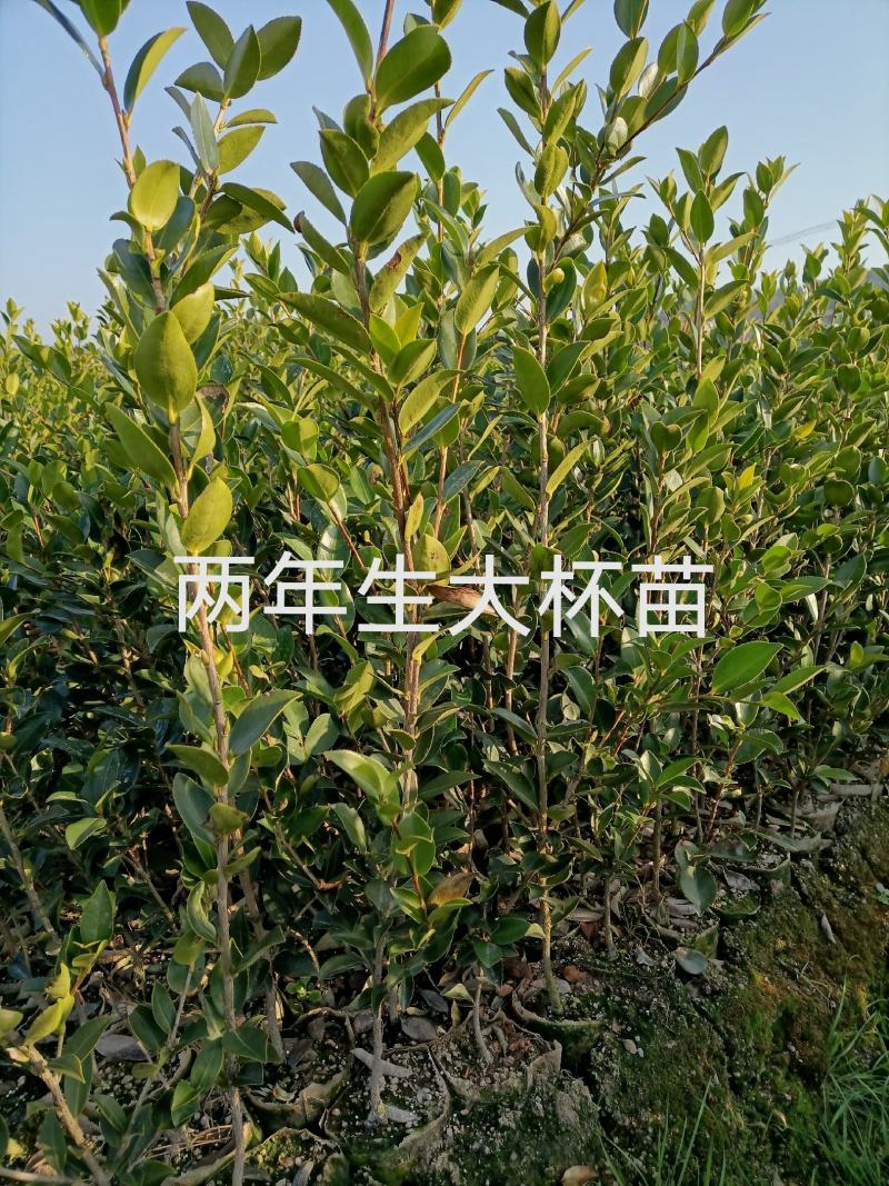 【精选】优质湘林长林系列、三华系列油茶苗大量上市欢迎选购