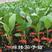 四川嫁接茄子苗，高产，基地专用，粗度5-8，长35-40