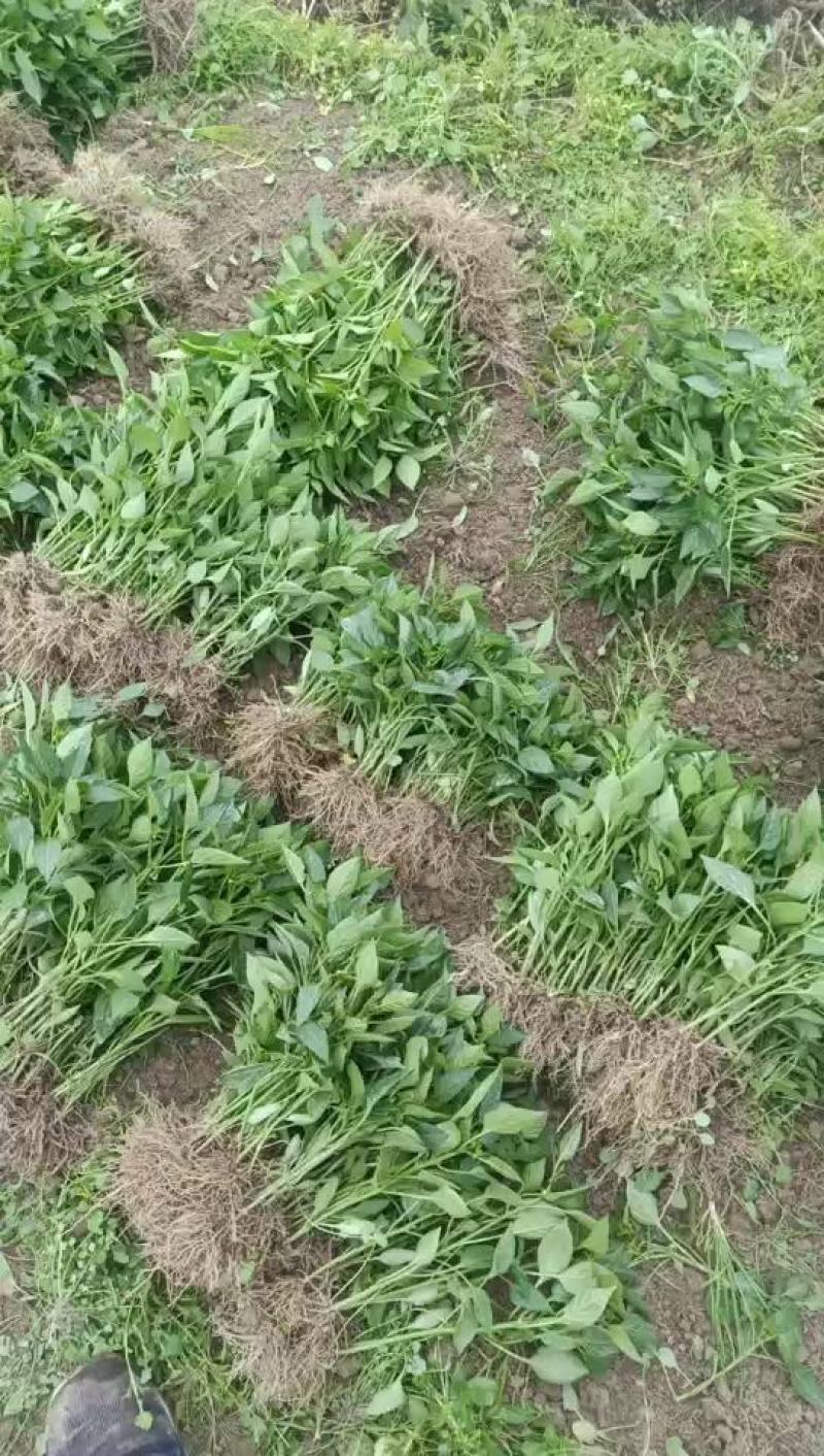 现货低价处理一批螺丝椒苗，皱皮椒苗。接受代育。