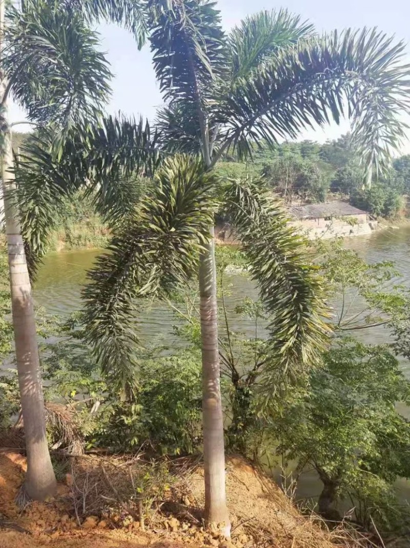 精品狐尾椰子树漳州种植基地苗农现货低价批发