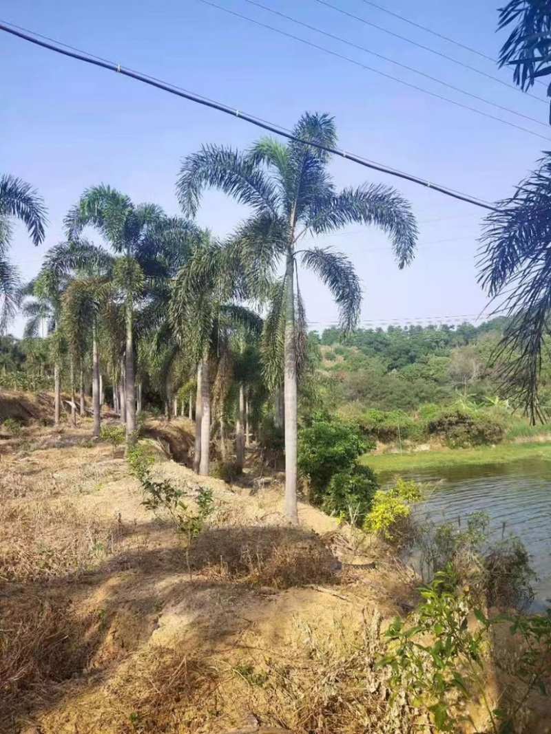 精品狐尾椰子树漳州种植基地苗农现货低价批发