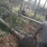 精品狐尾椰子树漳州种植基地苗农现货低价批发