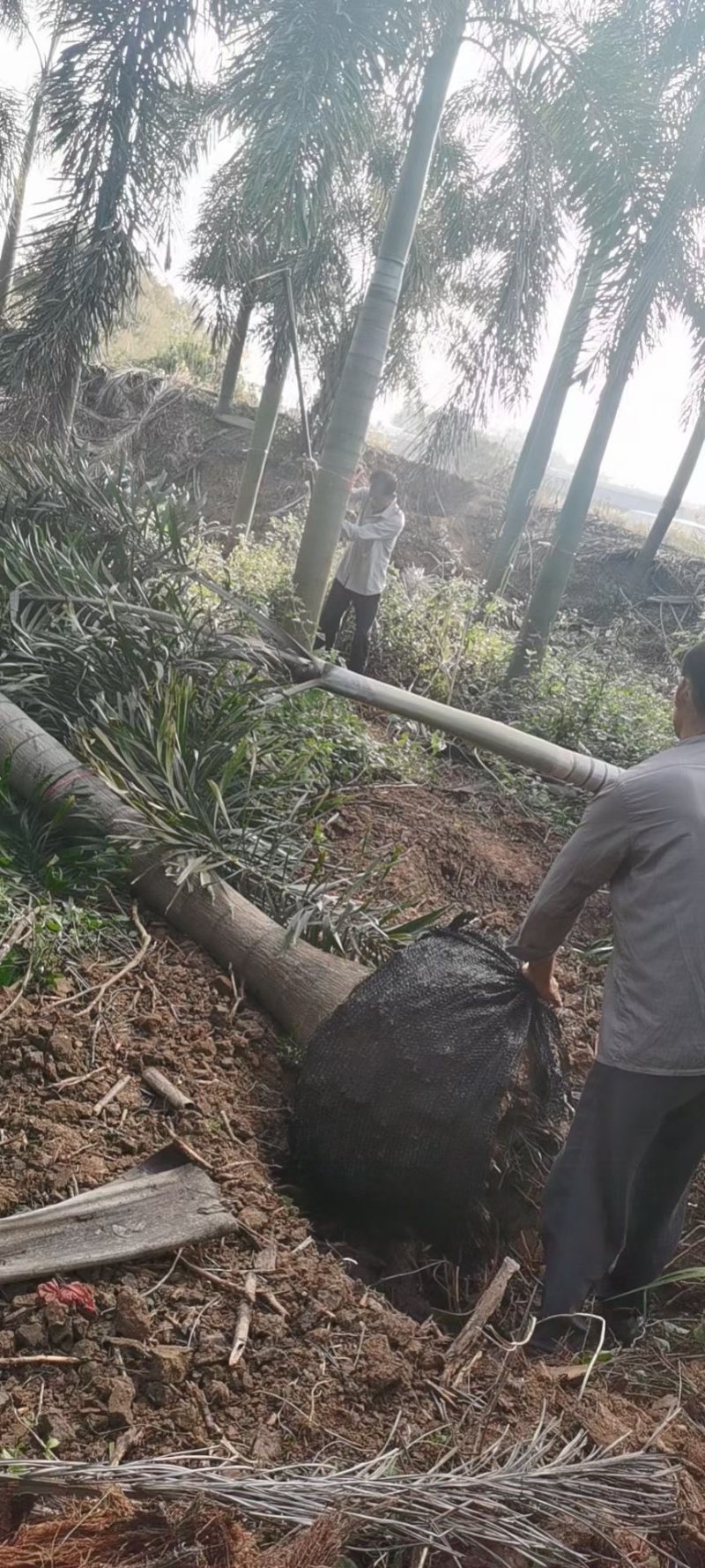 精品狐尾椰子树漳州种植基地苗农现货低价批发