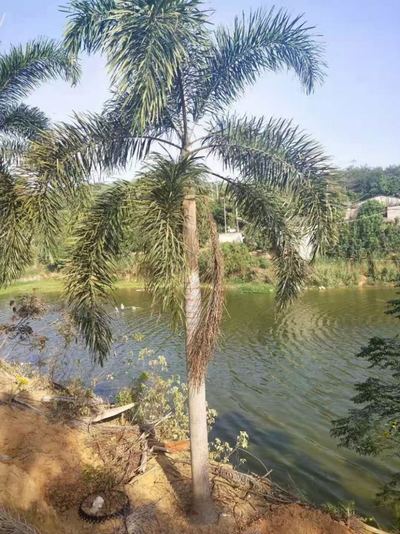 精品狐尾椰子树漳州种植基地苗农现货低价批发