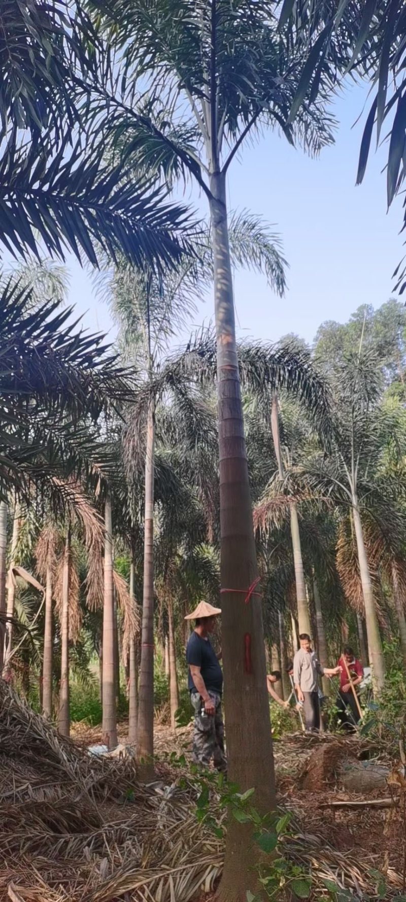 精品狐尾椰子树漳州种植基地苗农现货低价批发